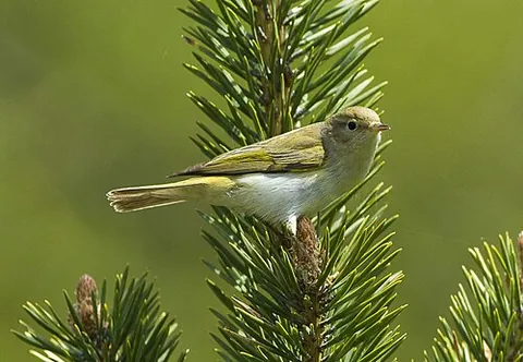 western bonelli's warbler: phylloscopus bonelli, a species in the Phylloscopus genus of warblers