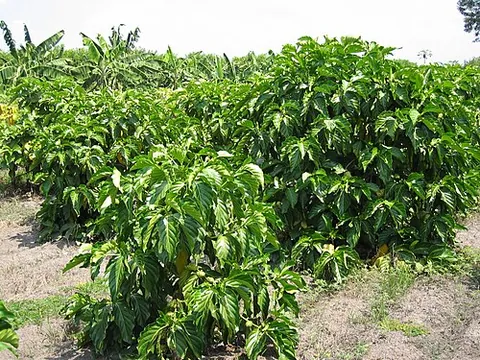 aal: the Indian mulberry or noni (Morinda citrifolia, Morinda tinctoria), a shrub found in Southeast...