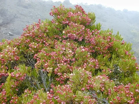 aalii: a bushy small tree, Dodonaea viscosa, native to Hawaii, Australia, Africa, and tropical America,...
