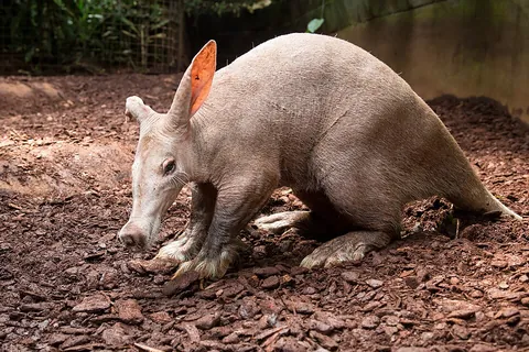 aardvark: the nocturnal, insectivorous, burrowing mammal Orycteropus afer, of the order Tubulidentata and...