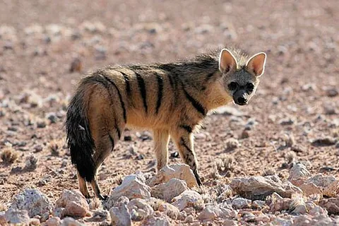 aardwolf: a nocturnal, insectivorous mammal (Proteles cristatus), having yellowish fur with vertical black...