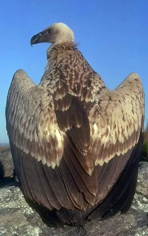 aasvogel: vulture