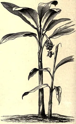 abaca: musa textilis, a species of banana tree native to the Philippines grown for its textile, rope- and...