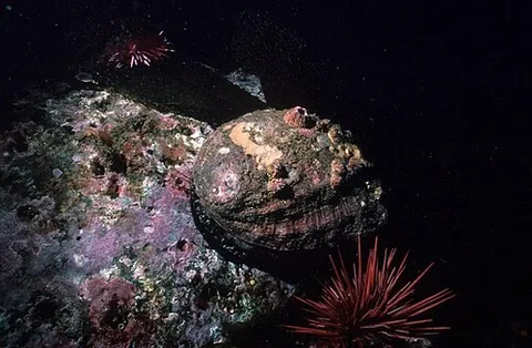 abalone: an edible univalve mollusc of the genus Haliotis, having a shell lined with mother-of-pearl