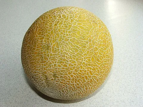 abdelavi: a variety of muskmelon from North Africa and Arabia, Cucumis melo