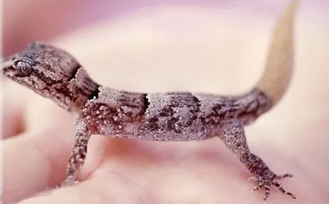 durrell's night gecko: nactus durrellorum, a species of gekkonid gecko endemic to the Round Island of Mauritius