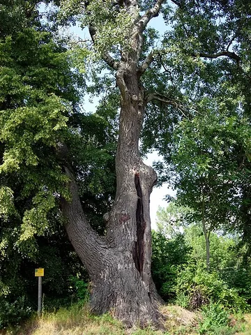 abele: the white poplar (Populus alba)