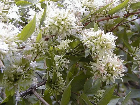 abelia: any of the various honeysuckles of the genus Abelia