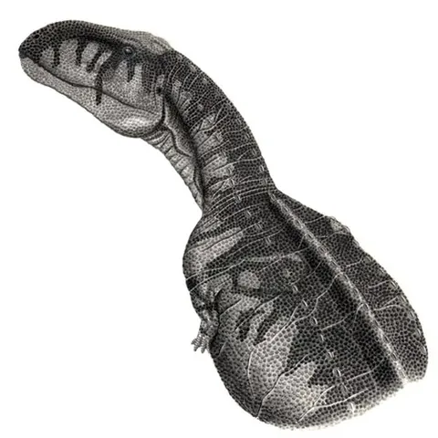 abelisaurus: an abelisaurid theropod dinosaur, of genus Abelisaurus, from the Late Cretaceous Period (Campanian)...