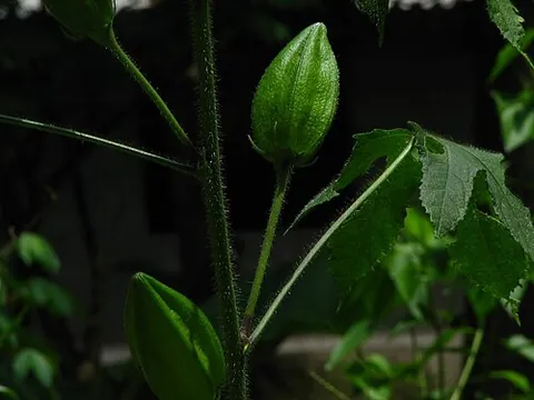 abelmosk: the edible and aromatic seed pods (properly, capsules) of the Abelmoschus moschatus