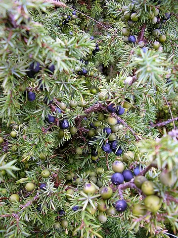 abhal: the berry of the juniper, Juniperus communis
