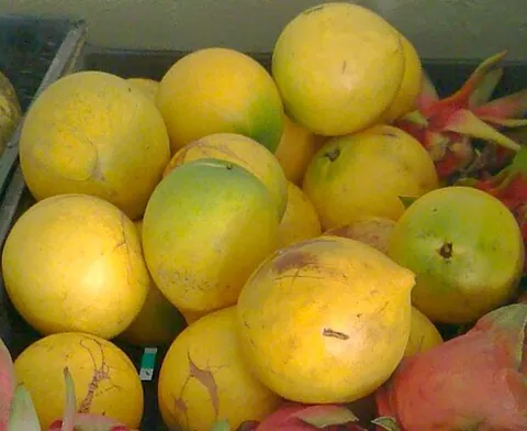 abiu: a South American tropical fruit tree, Pouteria caimito