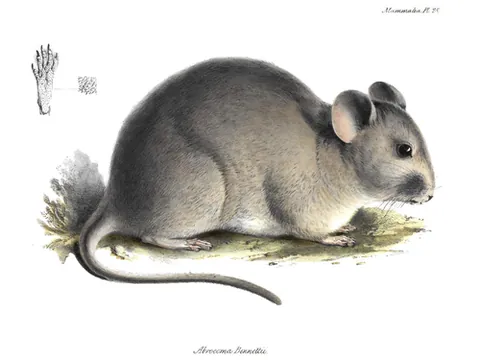 abrocome: either of the ratlike rodents that form the genus Abrocoma; rat chinchilla