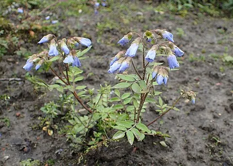 abscess root: a perennial, blue-flowered herb from the eastern United States, Polemonium reptans