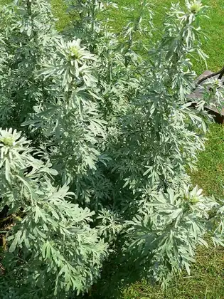 absinthe: the herb absinthium Artemisia absinthium (grande wormwood); essence of wormwood