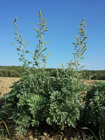 absinthium: common wormwood (Artemisia absinthium), an intensely bitter herb used in the production of absinthe...