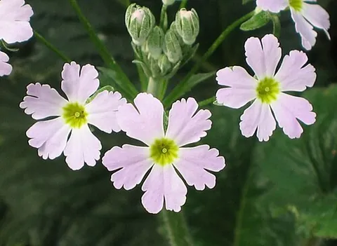 abyssinian primrose: a Chinese primrose (Primula sinensis)