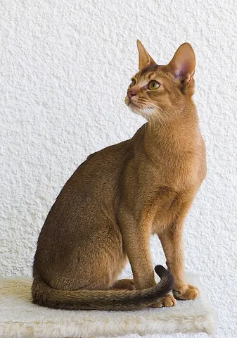 abyssinian: of or pertaining to Ethiopia or its inhabitants; Ethiopian