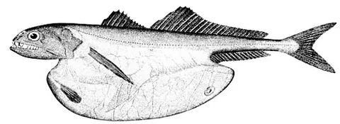 abyssopelagic: of or pertaining to the depths of the ocean; of the open waters of the abyssal zone