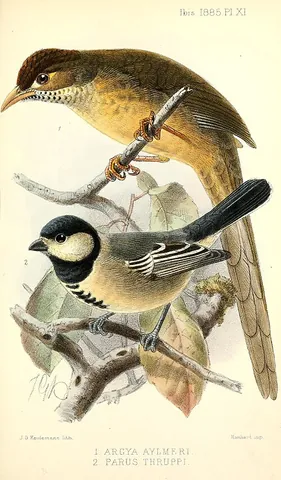 acacia tit: melaniparus thruppi, a small bird of the tit family Paridae