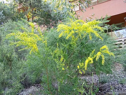acacia: a shrub or tree of the tribe Acacieae