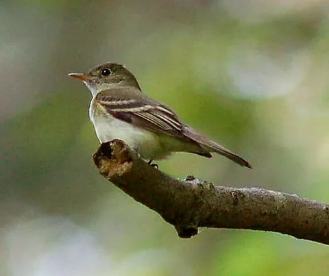 acadian flycatcher: a North American flycatcher, Empidonax virescens, endemic to the southeastern United States