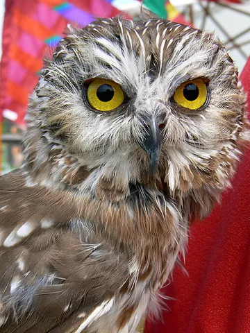 acadian owl: a very small North American owl, a northern back-up owl (Aegolius acadicus)