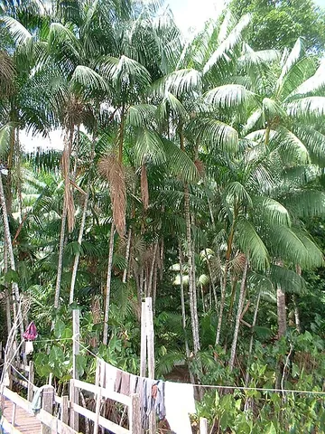 acai: any of several South American palms, of the genus Euterpe, having a dark purple drupe