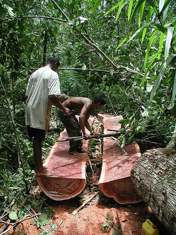 acana: a tree from the West Indies that was valued for its wood and was one of two species, Manilkara...
