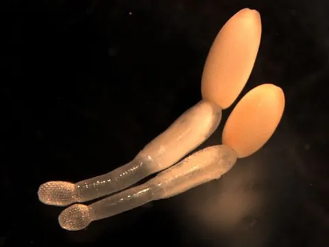 acanthocephalan: any of parasitic intestinal worms comprising the phylum Acanthocephala