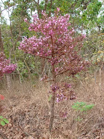 acapu: genus Andira