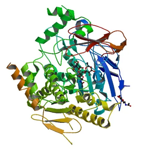 acetylcholinesterase: an enzyme that catalyzes the hydrolysis of the neurotransmitter acetylcholine into choline and...