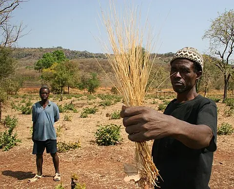 acha: fonio, esp. Digitaria exilis (white fonio) (a cereal cultivated in western Africa)