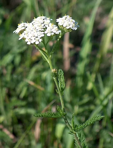 achillea: any of various plants of the genus Achillea