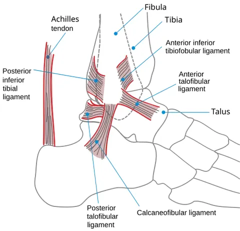 achilles tendon: the strong tendon formed of the united tendons of the large muscles in the calf of the leg, and...