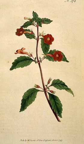 achimenes: a Central American plant, of the genus Achimenes, having showy, trumpet-shaped flowers