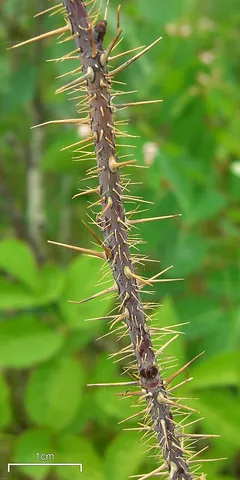 acicle: synonym of acicula
