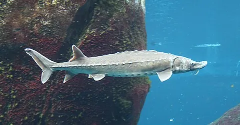 acipenserid: any member of the Acipenseridae (the true sturgeons)