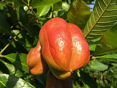ackee: a tropical evergreen tree, Blighia sapida, related to the lychee and longan