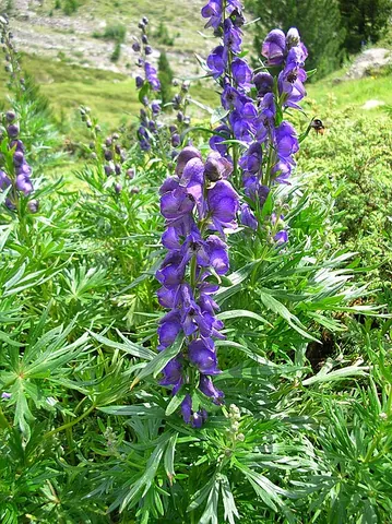 aconitum: the poisonous herb aconite; also, an extract from it