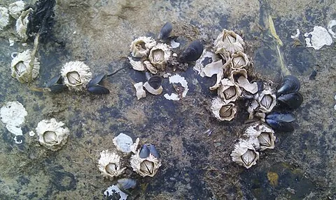 acorn barnacle: any of several species of stalkless barnacles in the genus Balanus