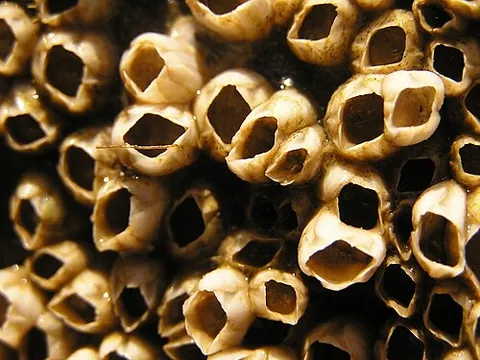 acorn-shell: one of the sessile cirripeds; a barnacle of the genus Balanus