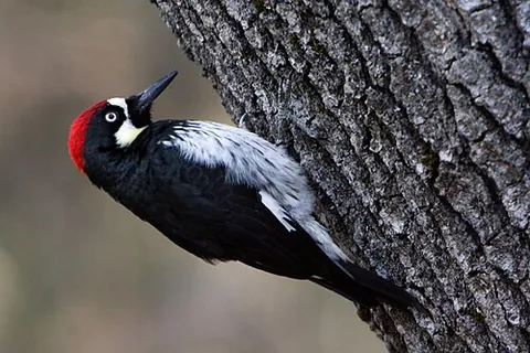 acorn woodpecker: a woodpecker native to the area from the southwestern United States to Colombia, of species...