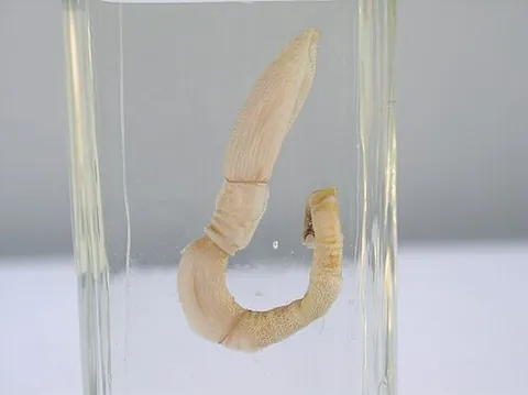 acorn worm: a member of a class of worm-like animals, Enteropneusta, with some chordate features