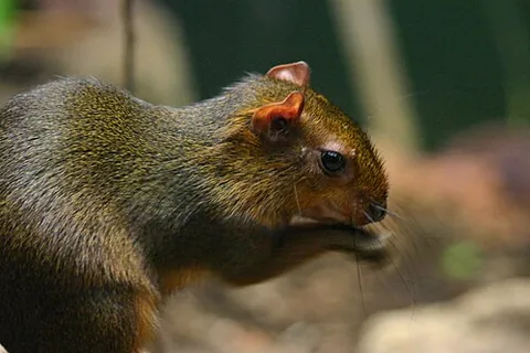 acouchi: any of several rodents of the genus Myoprocta, smaller than agoutis, which inhabit Amazonia