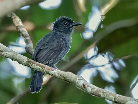 acre antshrike: a passerine bird of the antbird family, Thamnophilus divisorius