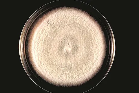acremonium: any of many fungi, of the genus Acremonium, many of which produce cephalosporin antibiotics