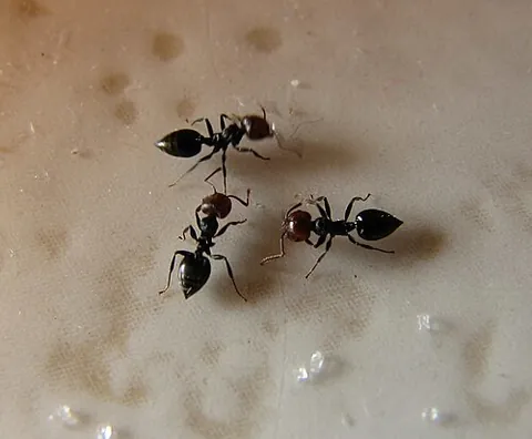 acrobat ant: an ant of the genus Crematogaster