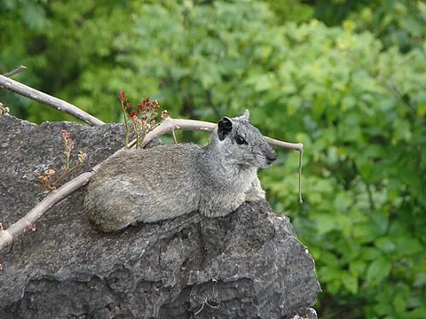 acrobatic cavy: a cavy of the species Kerodon acrobata, native to Brazil