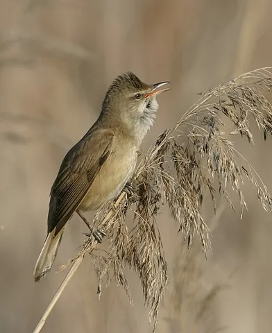 acrocephalid warbler: any member of the family Acrocephalidae of passerine birds